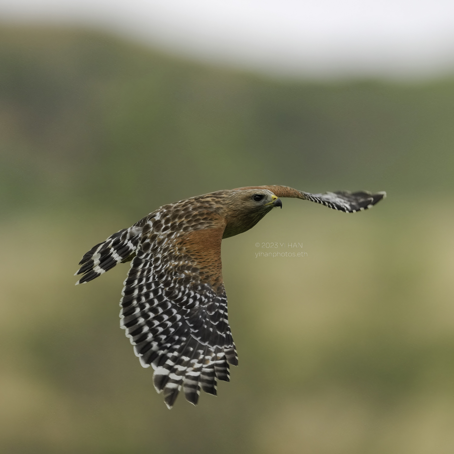 red_shouldered_ hawk_flight_2